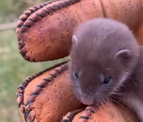 N2305006_A kind couple rescued an abandoned baby weasel and then this happened…PART 2