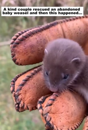 N2305006_A kind couple rescued an abandoned baby weasel and then this happened…PART 2