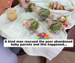 N2305022_A kind man rescued the poor abandoned baby parrots and this happened…PART 2