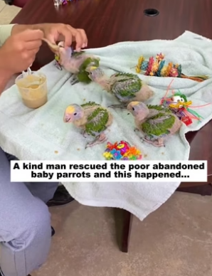N2305022_A kind man rescued the poor abandoned baby parrots and this happened…PART 2