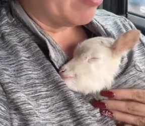 N2305015_A kind woman rescued a trapped lamb and then this happened…PART 2