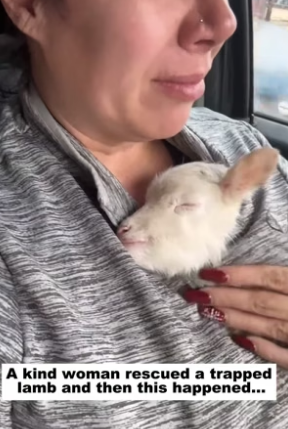 N2305015_A kind woman rescued a trapped lamb and then this happened…PART 2