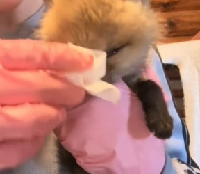 N2305005_A kind lady rescued a fox cub that got separated from its mother and then this happened….PART 2