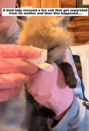 N2305005_A kind lady rescued a fox cub that got separated from its mother and then this happened….PART 2