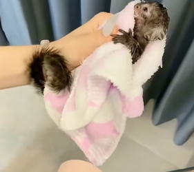 B2505004_poor baby marmoset PART 2