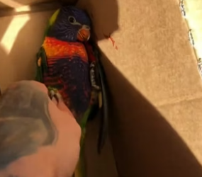 N2305001_A kind woman rescued a rainbow lorikeet that was injured in a fight and then this happened…PART 2