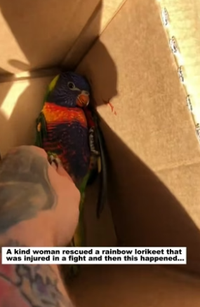 N2305001_A kind woman rescued a rainbow lorikeet that was injured in a fight and then this happened…PART 2