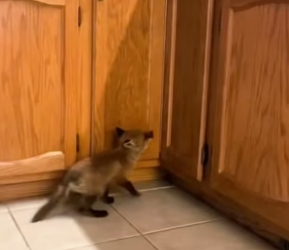 N2305005_A kind lady rescued a fox cub that got separated from its mother and then this happened….PART 2