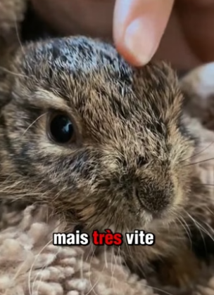 P2705004_Mon chien me ramène un bébé lapin PART 2