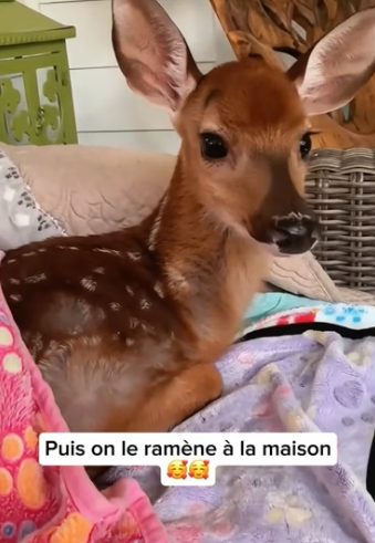 P2705001_Un petit daim rejetté et frappé par sa mère  PART 2