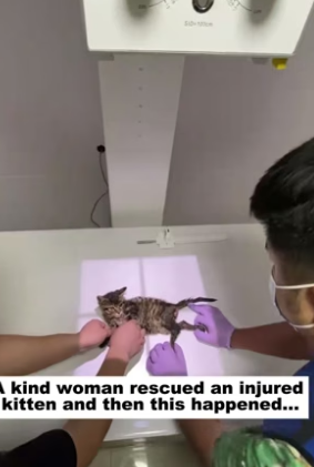 D2705012_A kind woman rescued an injured kitten, and then this happened…PART 2