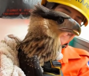 D2705008_A kind couple rescued a trapped caracara, and soon it came to visit…PART 2