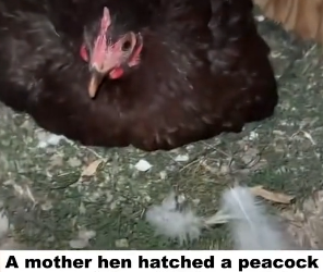 D2705006_A mother hen hatched a peacock egg, and then this happened… PART 2