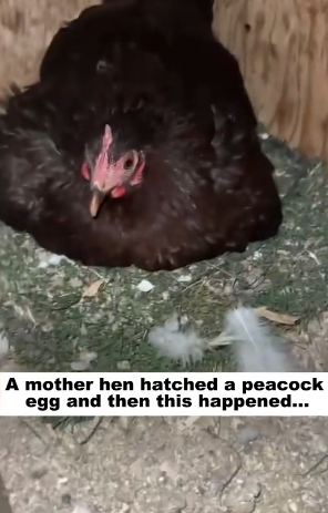 D2705006_A mother hen hatched a peacock egg, and then this happened… PART 2