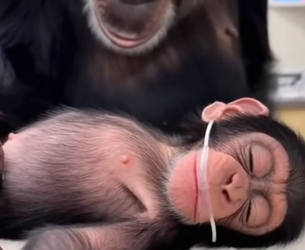 C2704002_SHE ASKED FOR MY STETHOSCOPE TO SAVE HER SON… ��� (WATCH THE END!) PART 2
