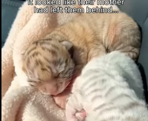 C2805006_I found two abandoned tiger cubs and what happened next broke me�❤️‍� PART 2