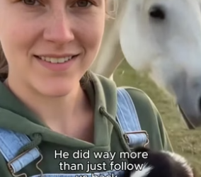 C2805004_No one liked this horse, until this happened…Good horse �❤️ PART 2