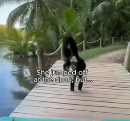 C2805003_Animals can form bonds far deeper than we’ll ever understand ❤️� PART 2