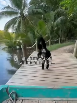 C2805003_Animals can form bonds far deeper than we’ll ever understand ❤️� PART 2
