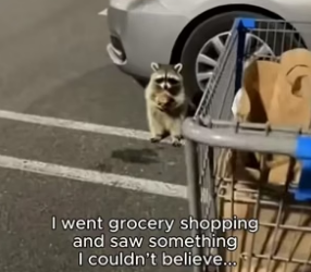 C2805001_A raccoon walked up to me while I was grocery shopping…and everything changed. �❤️ PART 2