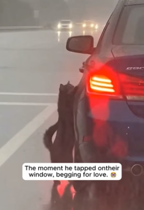 C2704005_THEY DROPPED HIM IN THE RAIN… �‍⬛�� (THE ENDING IS PURE LOVE) PART 2