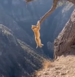 S2604009_I found a tiny lion cub dangling over a ravine … PART 2