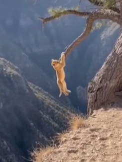 S2604009_I found a tiny lion cub dangling over a ravine … PART 2