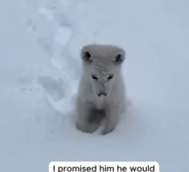 C2704004_SHE REJECTED HIM FOR HIS COLOR… BUT HE FOUND A REAL MOTHER PART 2