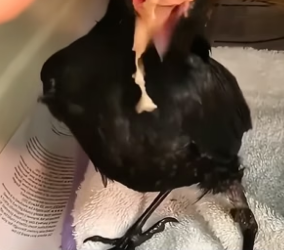 B2705024_This man rescued a crow trapped in his backyard fence and then PART 2