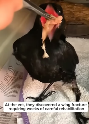 B2705024_This man rescued a crow trapped in his backyard fence and then PART 2