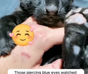 B2705023_A kind woman rescued an abandoned black panther cub and adopted it PART 2