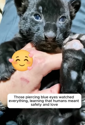 B2705023_A kind woman rescued an abandoned black panther cub and adopted it PART 2