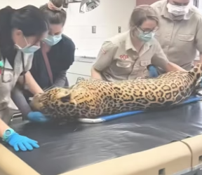 B2705021_Kind people rescued a jaguar that fell down in deep well PART 2C