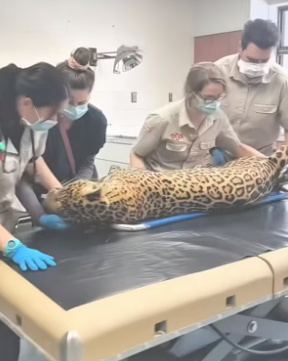 B2705021_Kind people rescued a jaguar that fell down in deep well PART 2C