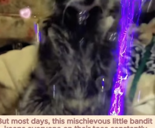 B2705020_This woman rescued a helpless baby raccoon from a trash can and then PART 2