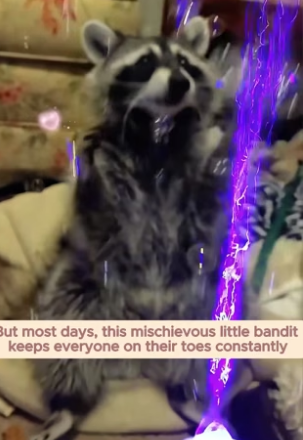 B2705020_This woman rescued a helpless baby raccoon from a trash can and then PART 2