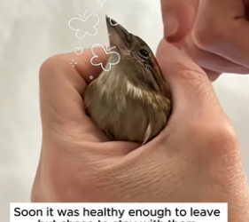B2705019_This family rescued a tiny sparrow trapped on their balcony and then PART 2