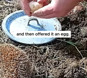 S0304004_Poor hedgehog PART 2