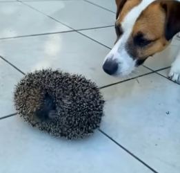 S0304011_Baby cute hedgehog PART 2