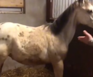 N2305011_Baby Horse Spent Months in Chains – Until He Finally Ran Free PART 2