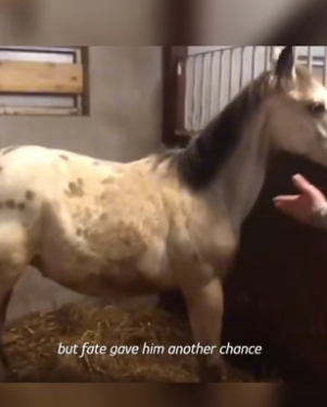 N2305011_Baby Horse Spent Months in Chains – Until He Finally Ran Free PART 2