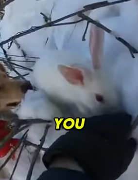 S2804004_My Dog Saved A Fox In An Avalanche… But Then Disappeared�� PART 2