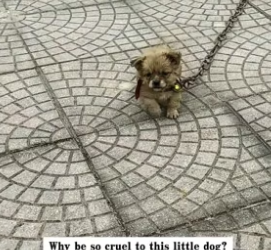 H0304002_I found a little dog dragging a heavy iron chain by the side of the road, and then…PART 2