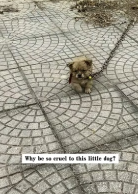 H0304002_I found a little dog dragging a heavy iron chain by the side of the road, and then…PART 2