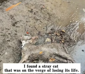 H0104012_I found a stray cat that was on the verge of losing its life. I decided to take it home, and then…PART 2