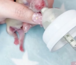 B2604006_Girl found an abandoned newborn puppy in her garden and adopted it PART 2