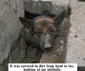 H0104011_I found a German Shepherd abandoned in a sewer drain, I decided to rescue it, and then…PART 2