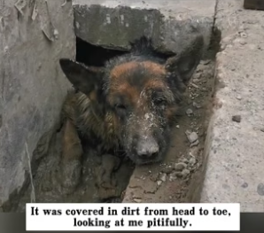 H0104011_I found a German Shepherd abandoned in a sewer drain, I decided to rescue it, and then…PART 2