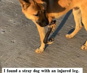 H0104002_I found a little dog that had fallen into the drain. I rescued it, and then…PART 2
