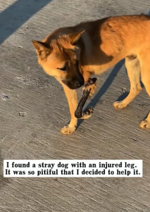 H0104002_I found a little dog that had fallen into the drain. I rescued it, and then…PART 2